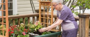 resident gardening in raised bed