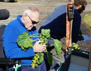 Resident at farm trimming Brussels sprouts