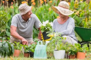 Happy grandmother and grandfather gardening
