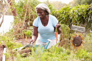 Senior Woman Working On Allotment