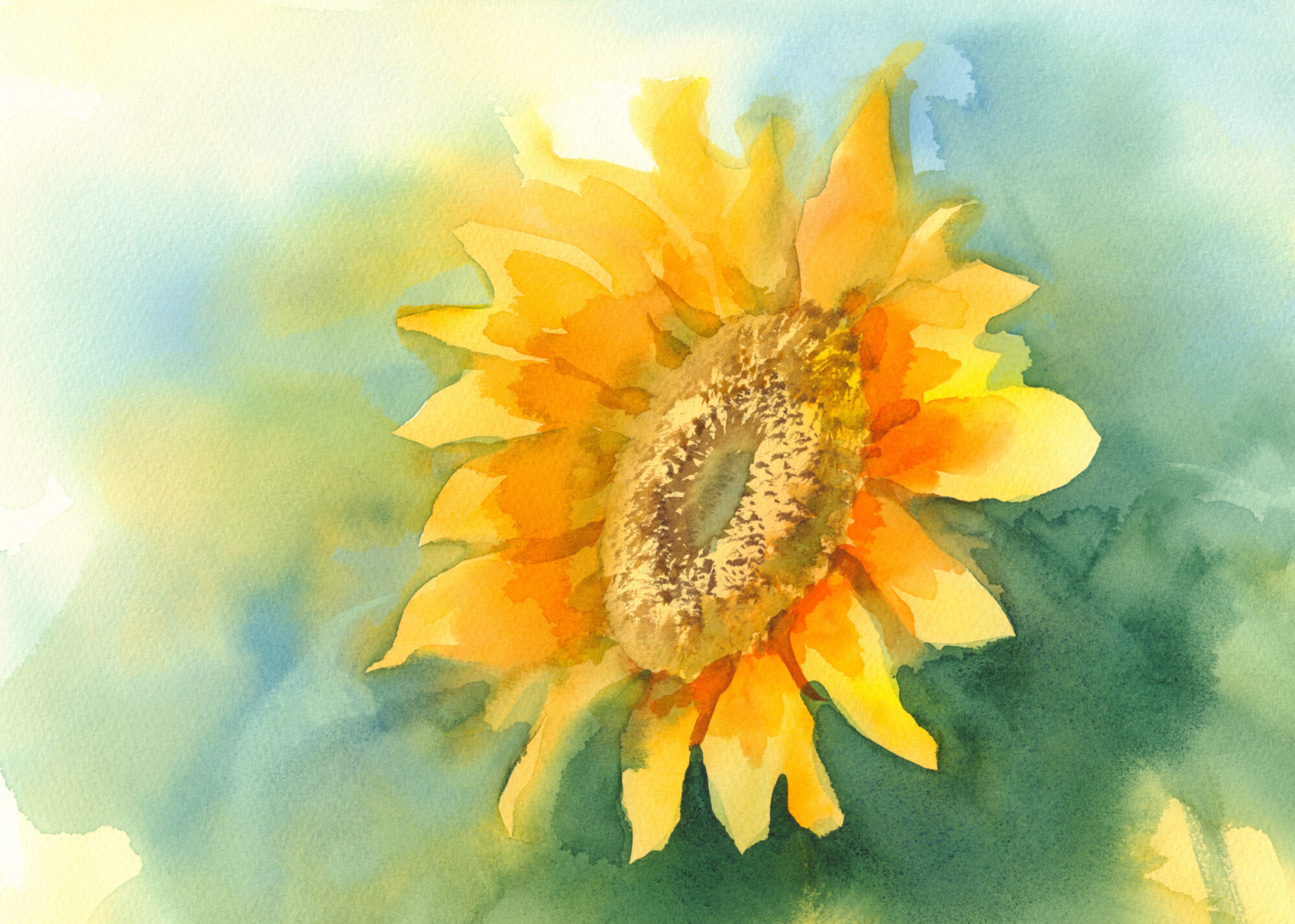 sunflower on green background
