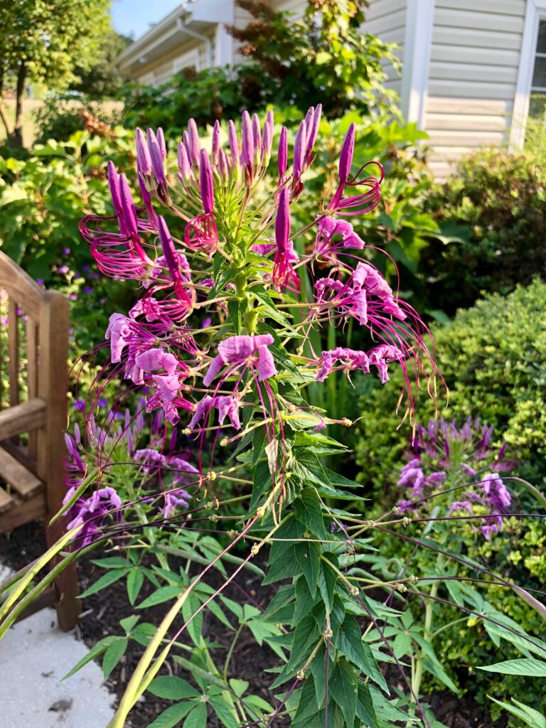 Flowers bloom in memory care neighborhood