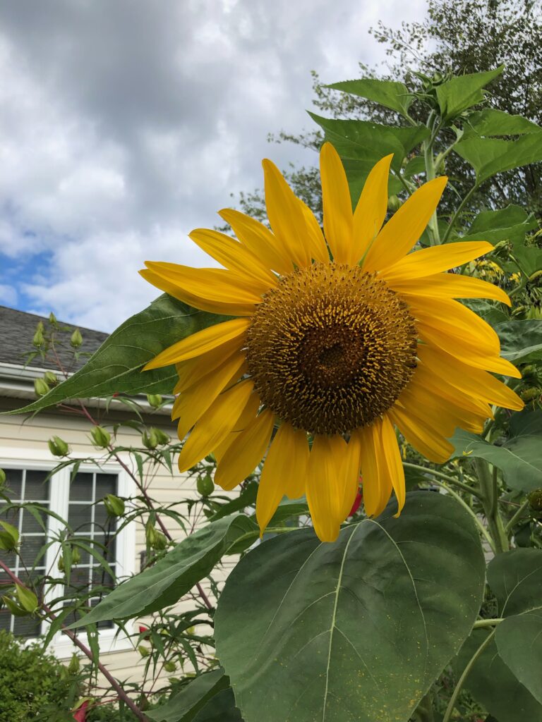 sunflower 
