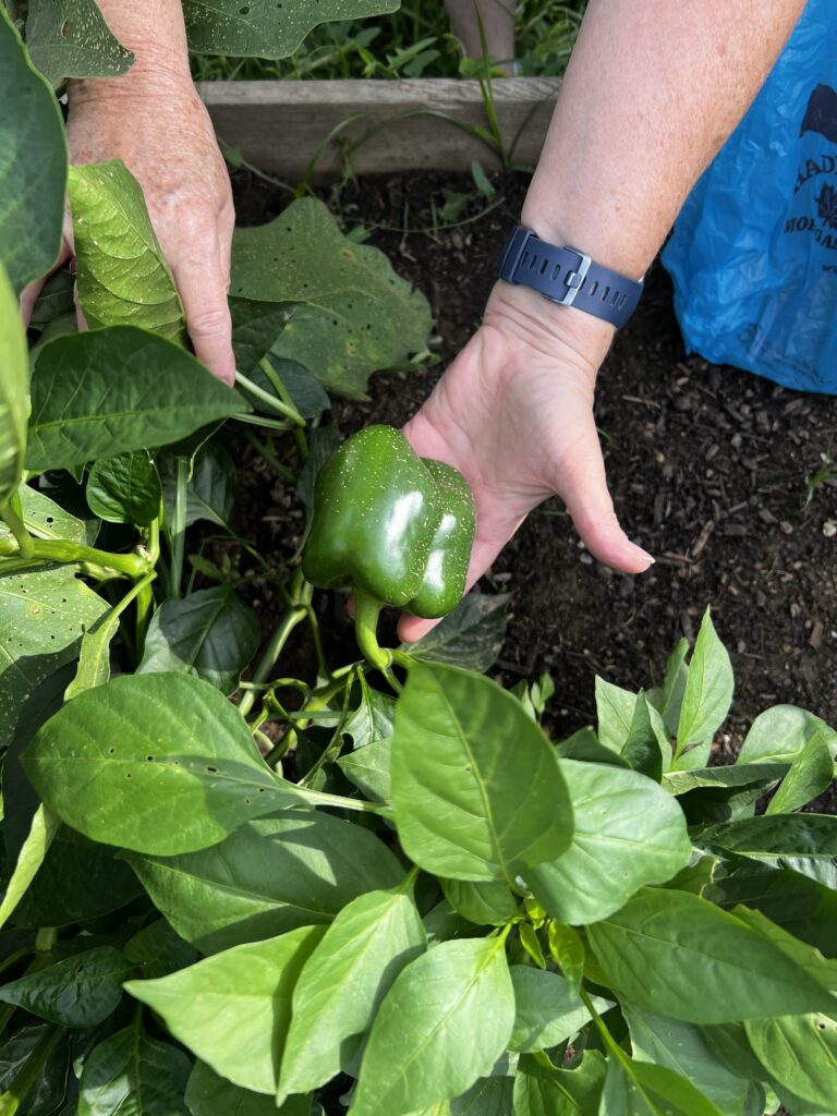 hand picking green pepper