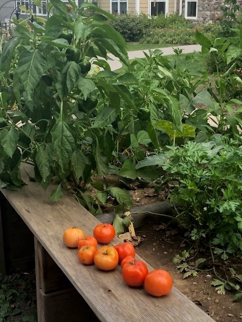 Garden produce collect for food pantry as part of social impact efforts