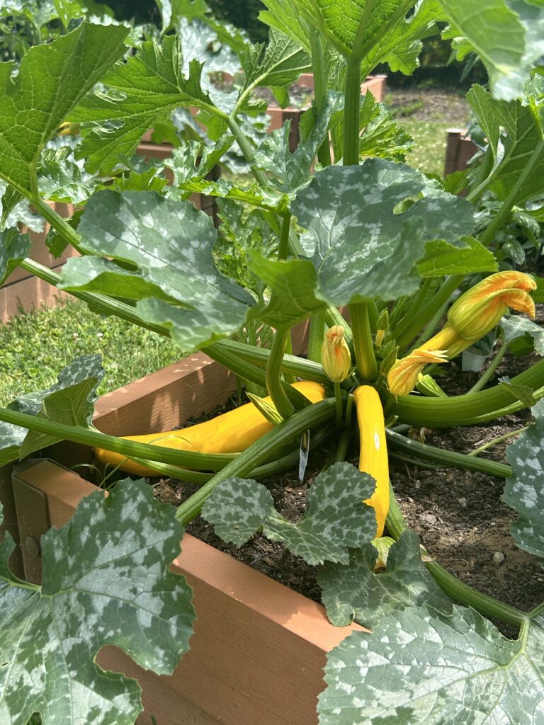 squash flowers bloom at assisted living community garden focused on sustainability