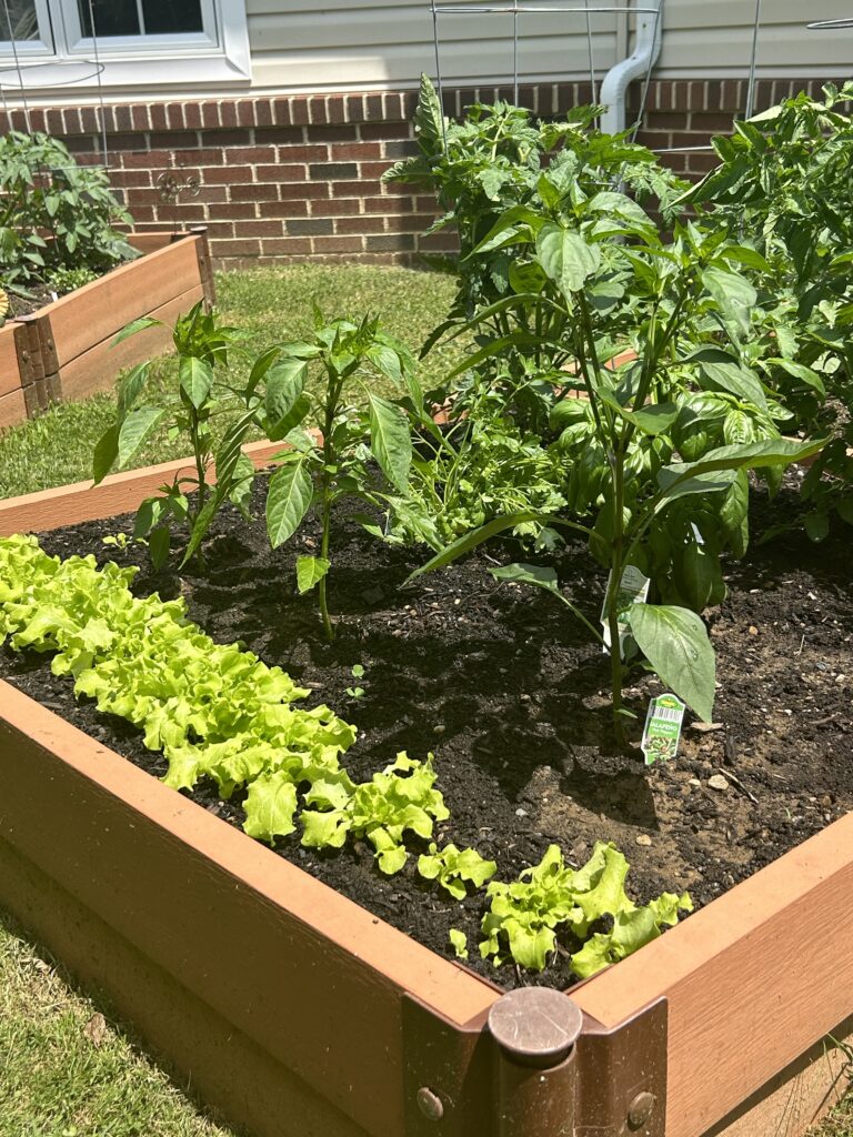Sustainable raised bed in memory care community